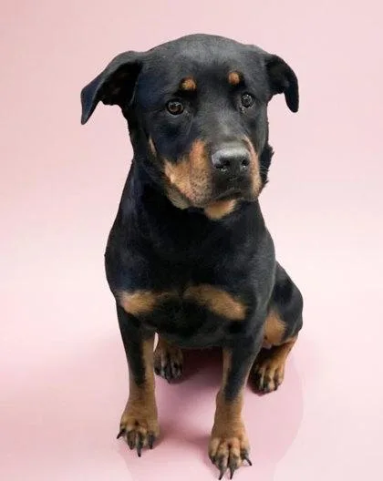 An adult medium-sized female Rottweiler dog named Doechii for adoption in Bowling Green, KY