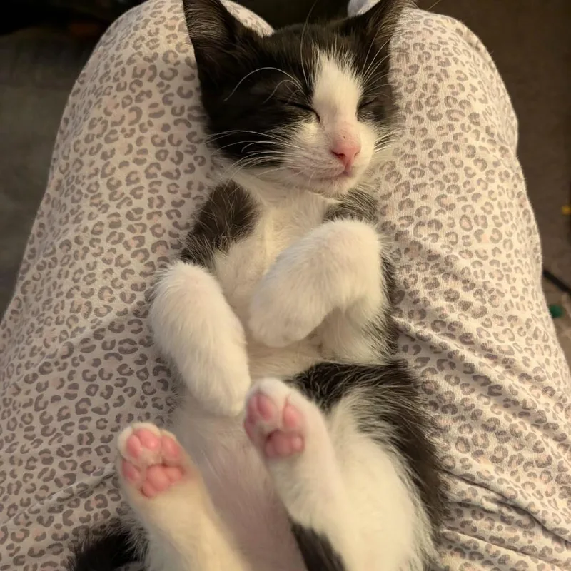 A baby small-sized female Domestic Short Hair cat named Nebula for adoption in Cumming, GA