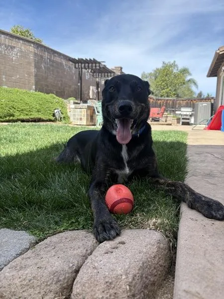 An adult large-sized male Shepherd dog named Jabarkus for adoption in San Diego, CA