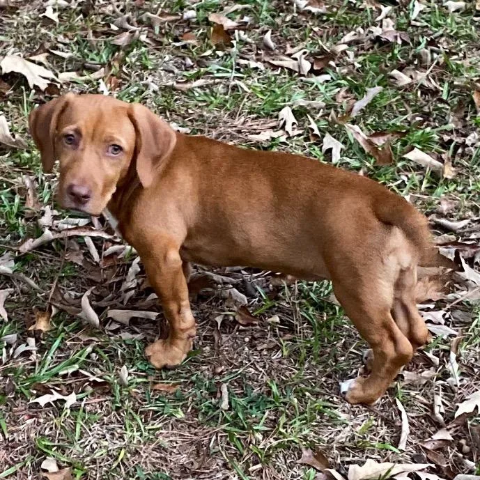 A baby medium-sized female Basset Hound dog named Velma for adoption in Fayetteville, GA