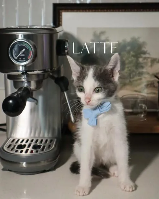 A baby small-sized male Domestic Short Hair cat named Latte for adoption in Conroe, TX