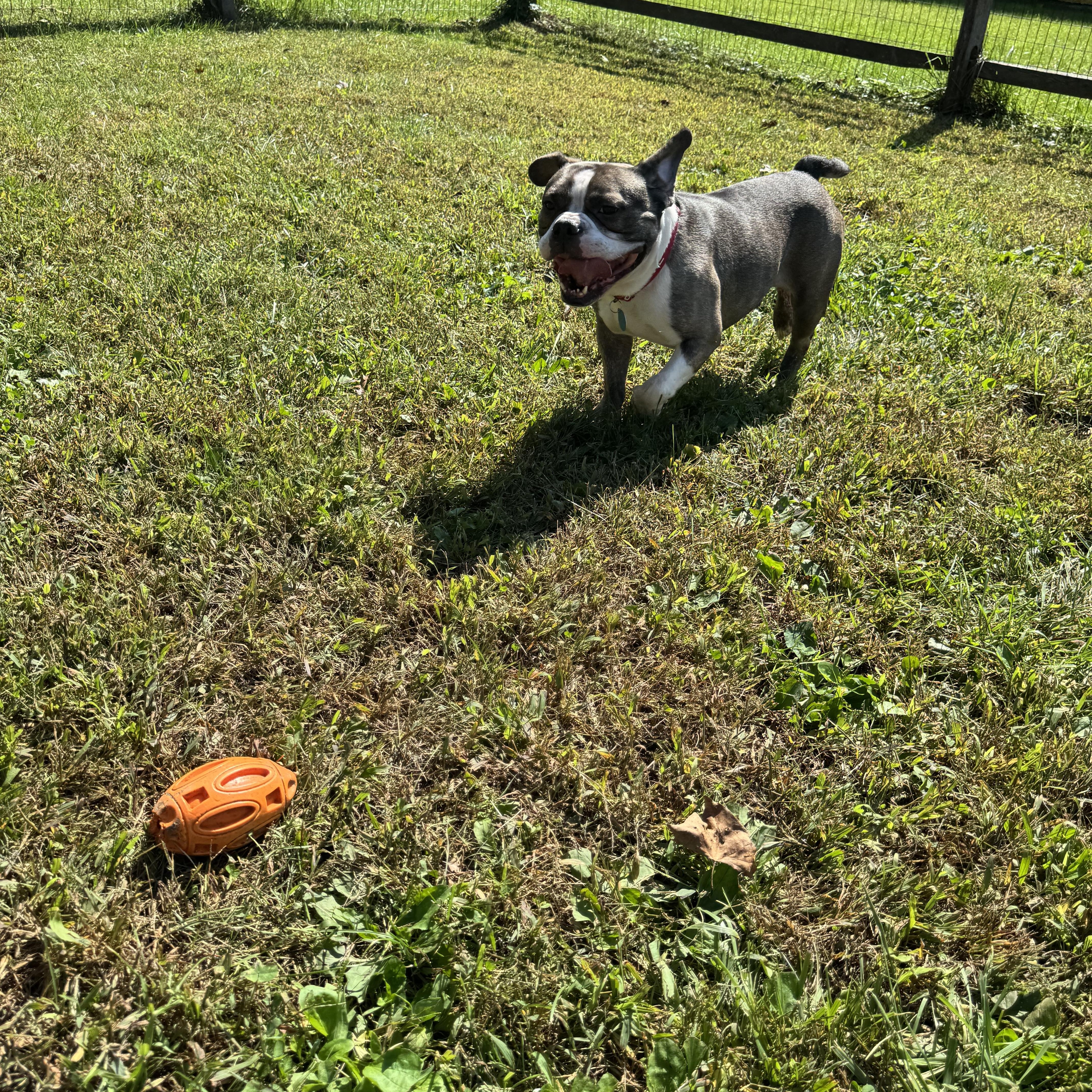 An adult medium-sized male Gray / Blue / Silver American Bully dog named Waffles for adoption in Avondale, PA