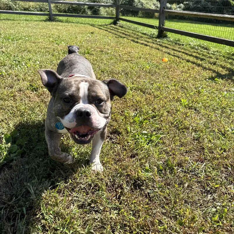 Waffles thumbnail 3