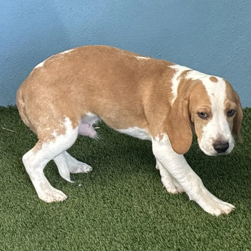 A baby small-sized male Beagle dog named AOF aka Troy for adoption in LOXAHATCHEE, FL
