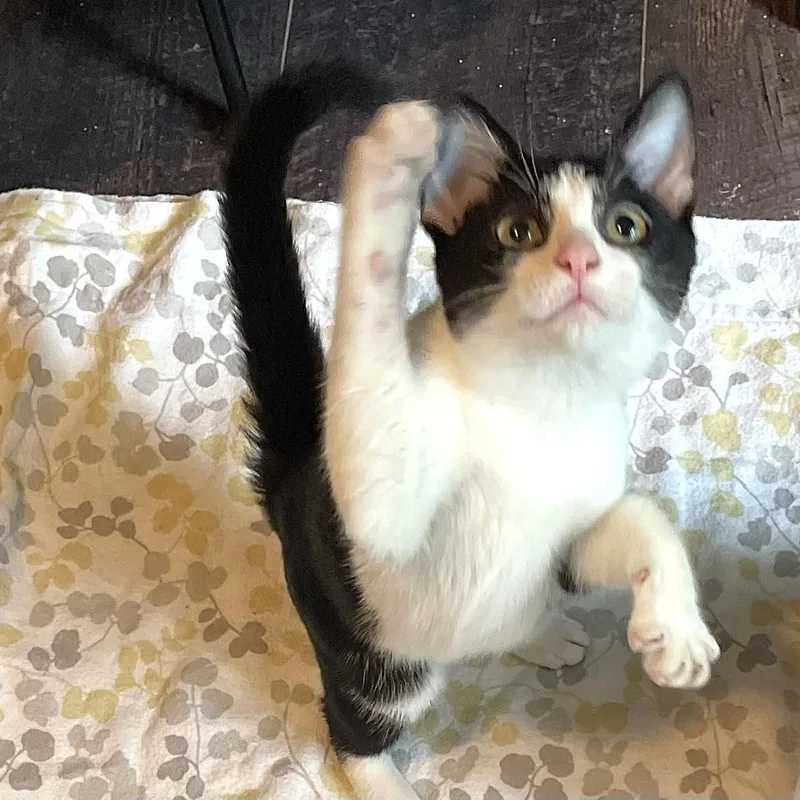 Delta thumbnail 6