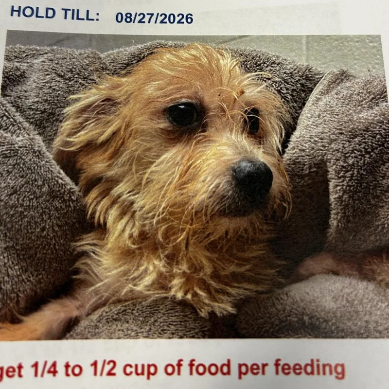 A young small-sized male Cairn Terrier dog named Rocky for adoption in Jupiter, FL