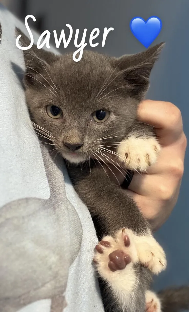 A baby medium-sized male Gray & White American Shorthair cat named Sawyer for adoption in Felton, PA