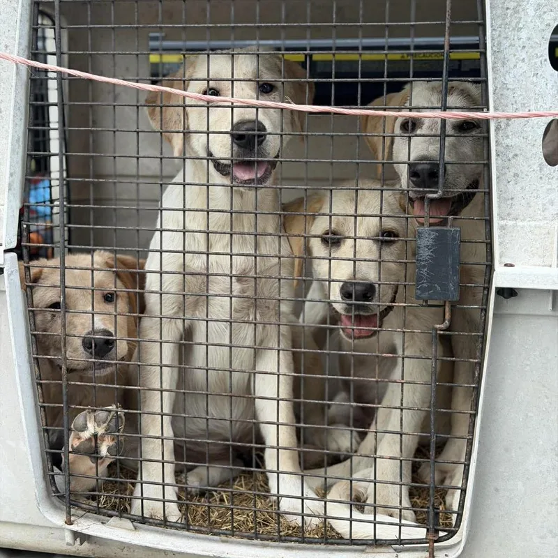 A baby small-sized male Yellow / Tan / Blond / Fawn Labrador Retriever dog named Raphael for adoption in Buffalo, MN