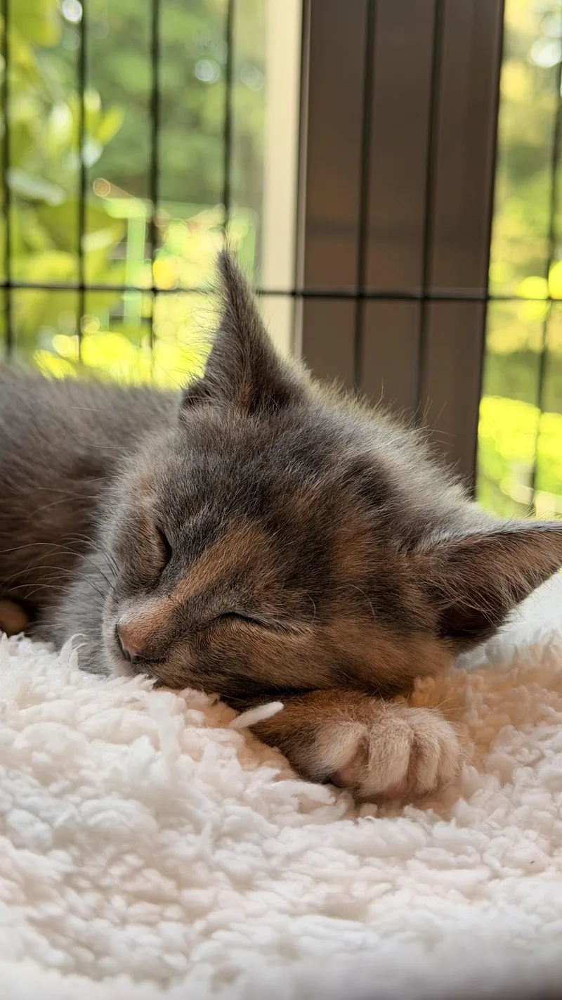Sweetpea thumbnail 3