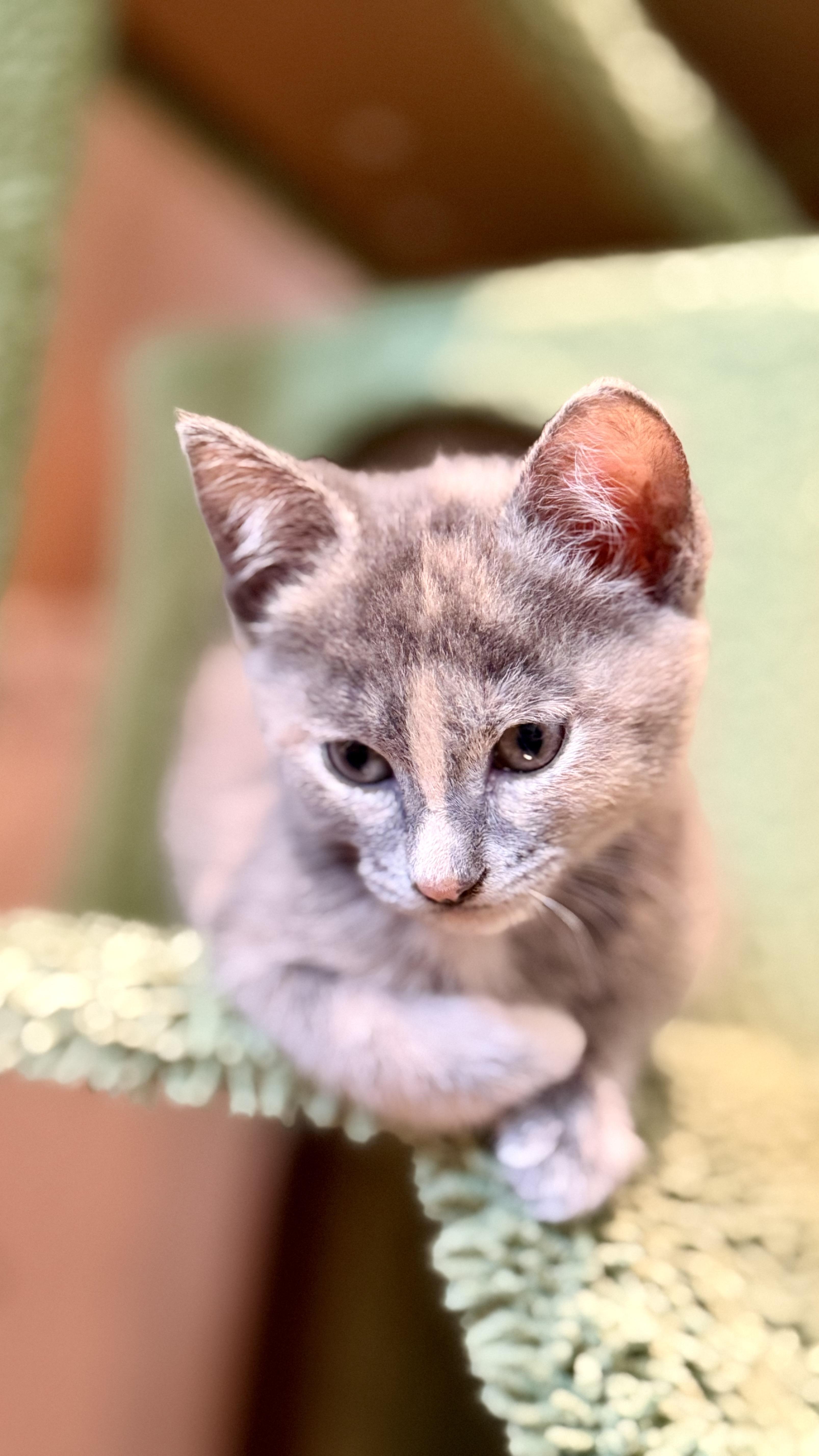Sweetpea thumbnail 4