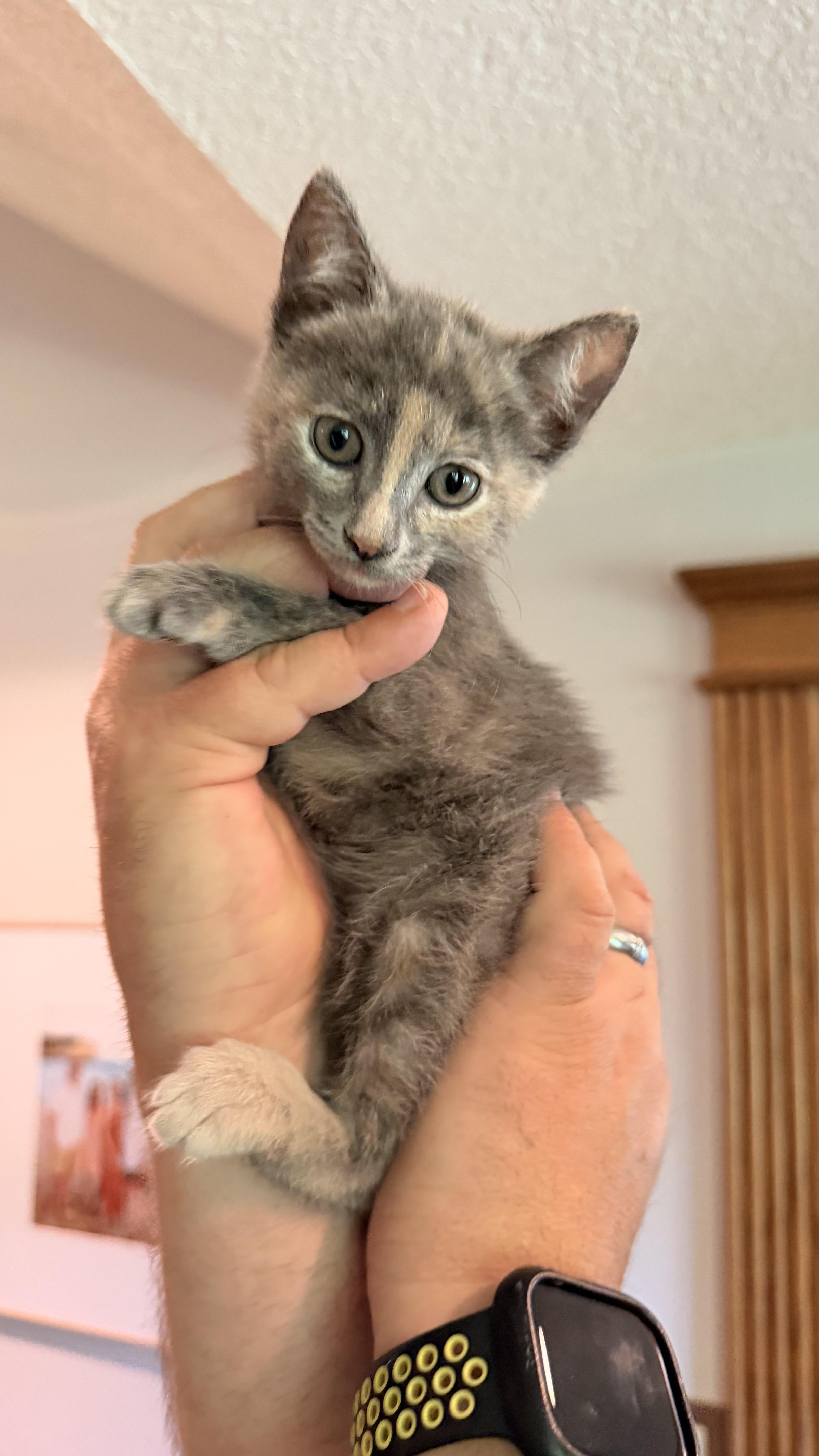 Sweetpea thumbnail 5
