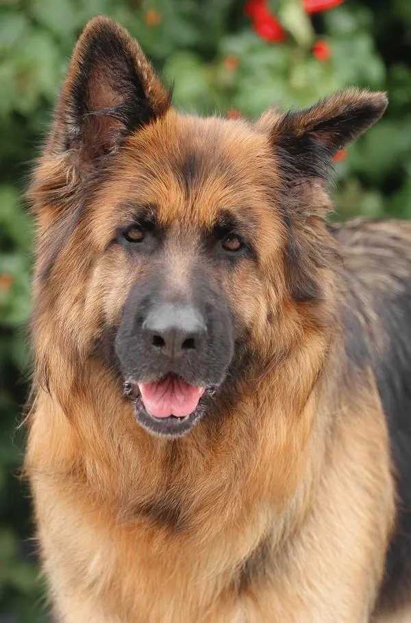 A young large-sized female Black German Shepherd Dog dog named Gretchen Von Getelo for adoption in Los Angeles, CA