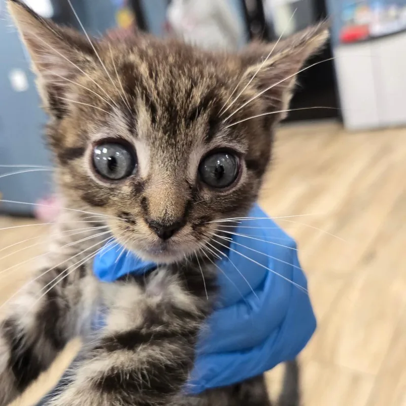 A baby small-sized male Brown / Chocolate Domestic Short Hair cat named Wavy for adoption in Newark, NJ