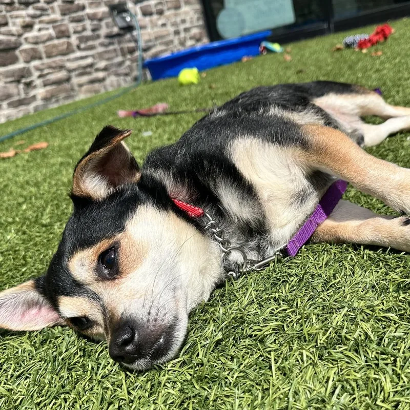 A senior small-sized male Black Mixed Breed dog named Knox for adoption in Washington Township, OH