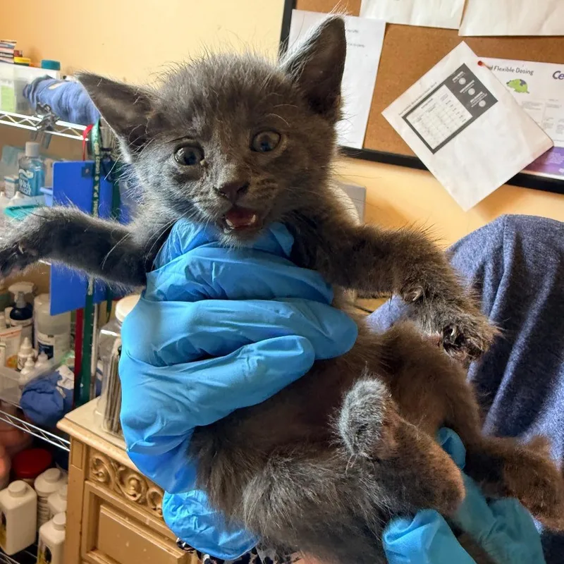 A baby small-sized male Gray / Blue / Silver Domestic Short Hair cat named Nico for adoption in Corinth, MS