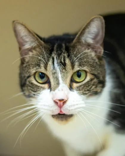 An adult medium-sized male Domestic Short Hair cat named Connell for adoption in Chamblee, GA