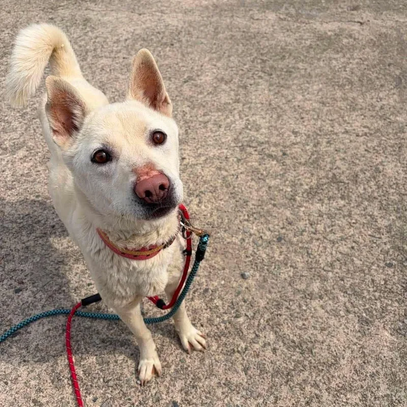 An adult medium-sized male White / Cream Jindo dog named Kim Shin HW+ for adoption in Northbrook, IL