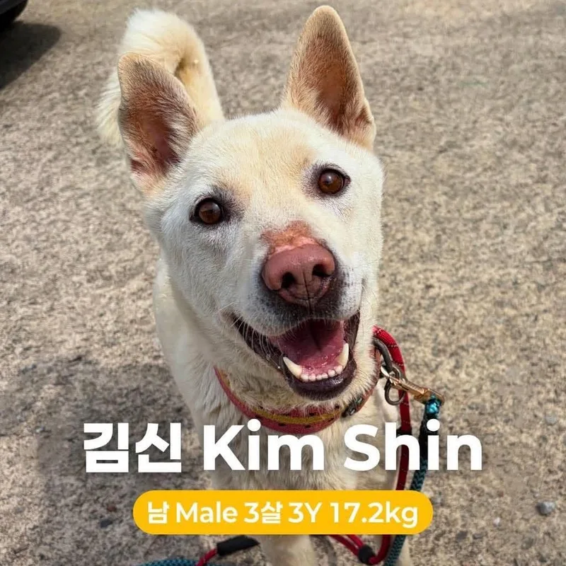 Kim Shin HW+ thumbnail 3