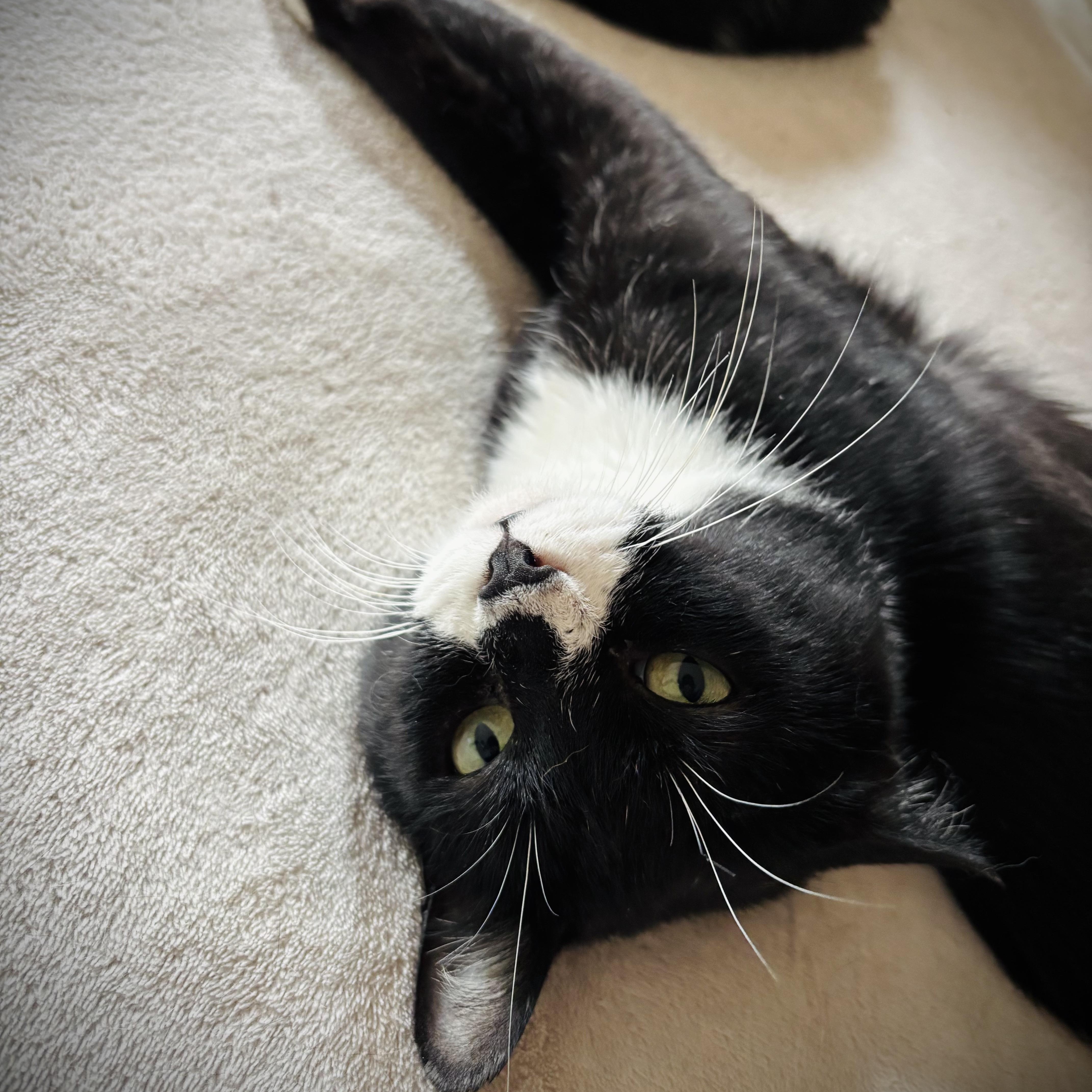 A young medium-sized male Black & White / Tuxedo Domestic Short Hair cat named Cade for adoption in Buffalo, NY