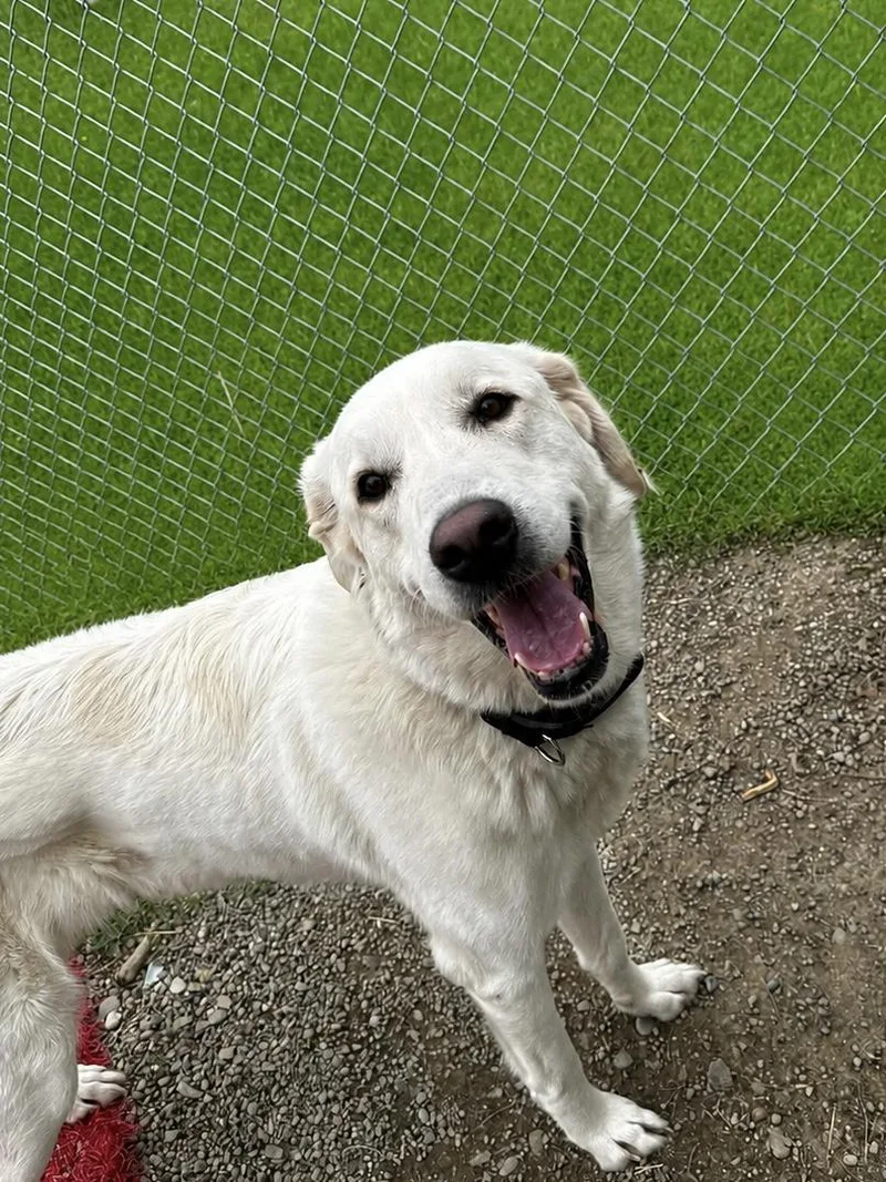 An adult large-sized female White / Cream Great Pyrenees dog named Palmer for adoption in Hornell, NY