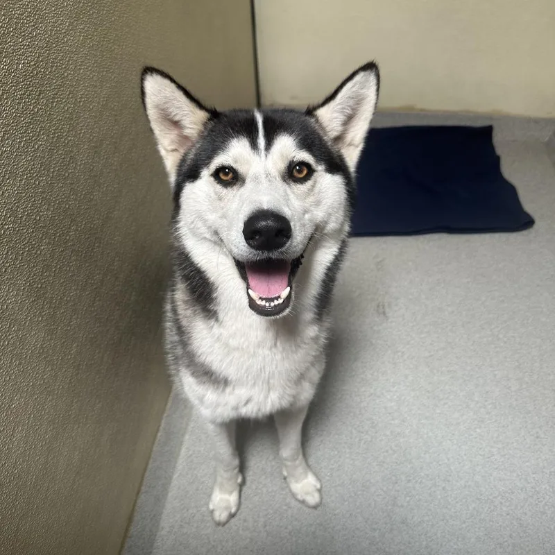 An adult large-sized male Black Siberian Husky dog named Tovi Costa Mesa Location for adoption in Chino Hills, CA