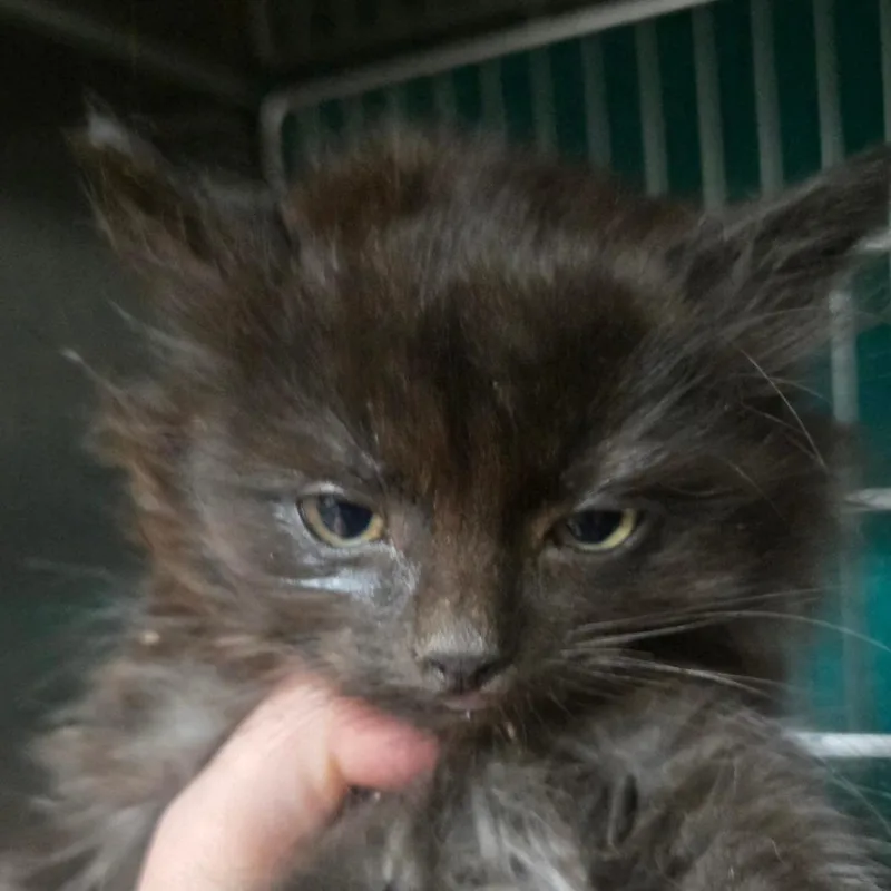 A baby small-sized male Black Domestic Long Hair cat named Chugga Chugga for adoption in Idaho Falls, ID