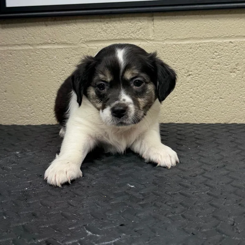 A baby small-sized male White / Cream Chihuahua dog named Ikaris for adoption in Madisonville, KY