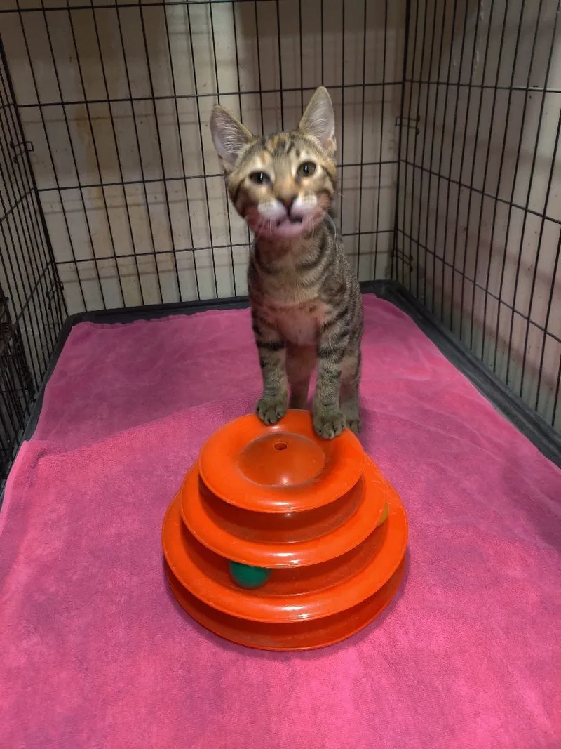 A baby small-sized female Buff / Tan / Fawn Tabby cat named Nora for adoption in Kansas City, MO