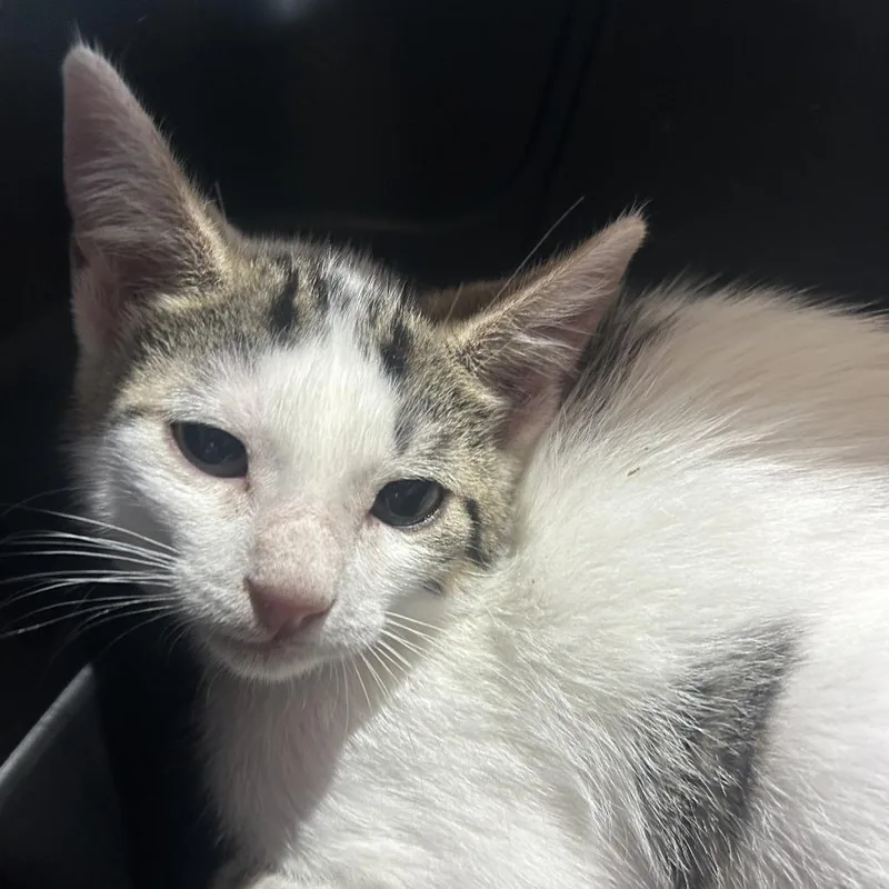 A baby small-sized male White Domestic Short Hair cat named Pate for adoption in Leander, TX