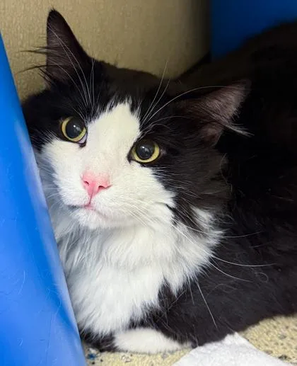 Figaro