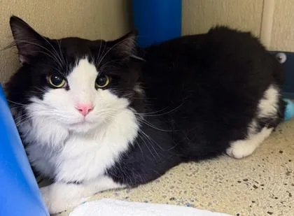 Figaro thumbnail 2