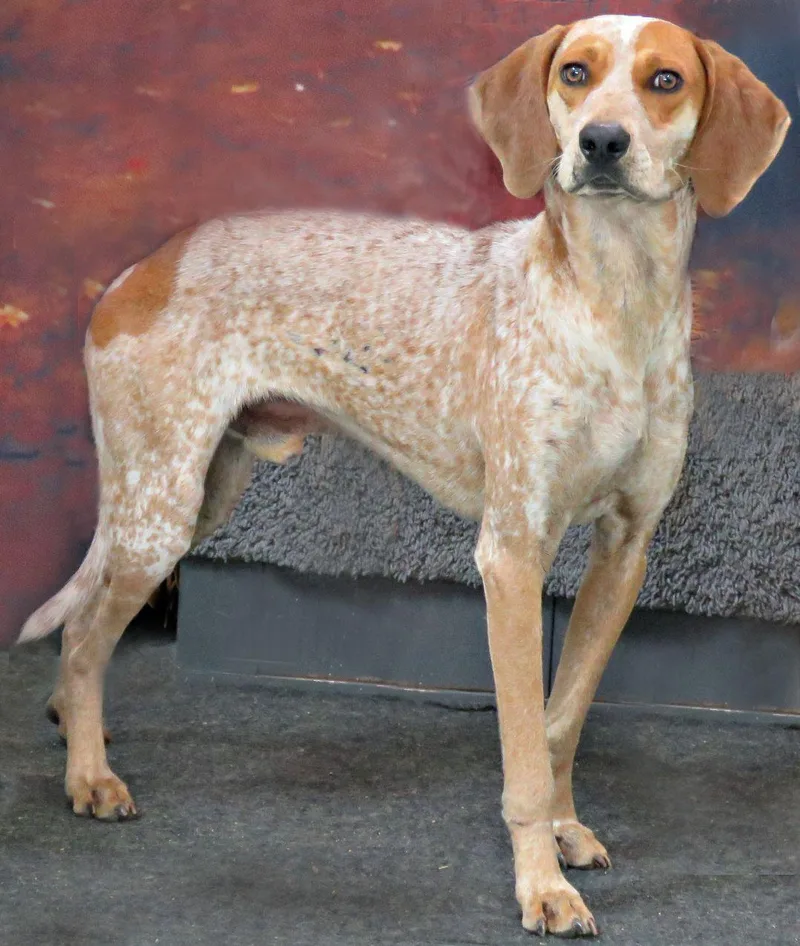 An adult medium-sized male Red / Chestnut / Orange English Coonhound dog named Gibson for adoption in Lexington, VA
