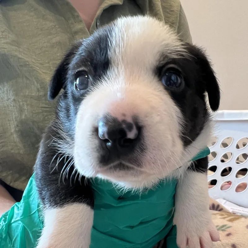A baby medium-sized female Black Hound dog named #5 (Swan) for adoption in Chicago, IL