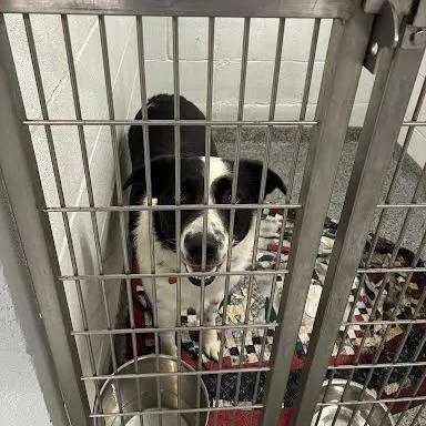 An adult medium-sized male Black Mixed Breed dog named Sven for adoption in Jeffersonville, IN