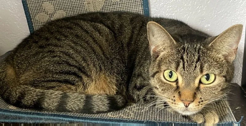 An adult medium-sized female Tabby (Gray / Blue / Silver) Tabby cat named Baguette for adoption in Lauderhill, FL