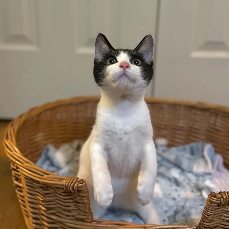 A baby small-sized male Black & White / Tuxedo Domestic Short Hair cat named Otis for adoption in Raleigh, NC
