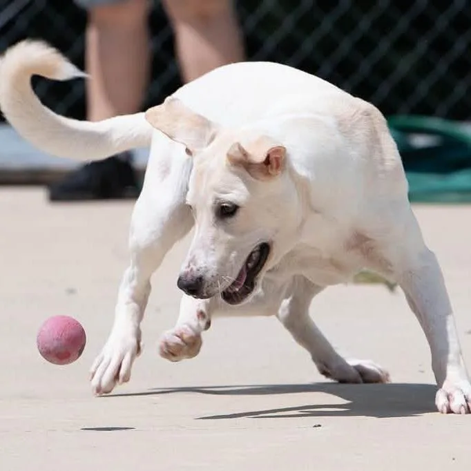 An adult medium-sized male Labrador Retriever dog named Sprocket for adoption in Minneapolis, MN