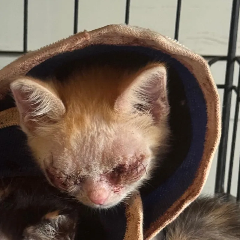 A baby small-sized male Domestic Short Hair cat named Sonar for adoption in Wahiawa, HI
