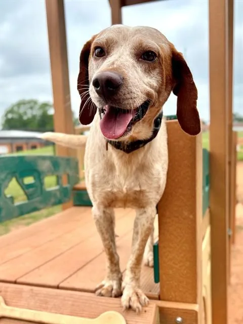 A young medium-sized male English Coonhound dog named Hubert for adoption in York, SC