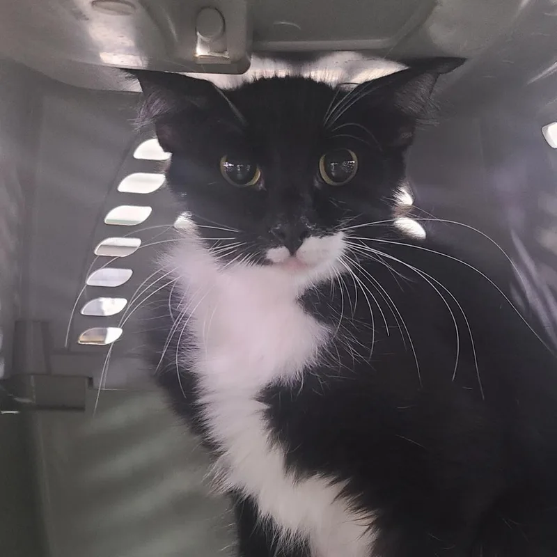 An adult medium-sized female Black Domestic Medium Hair cat named Oj for adoption in Hemet, CA