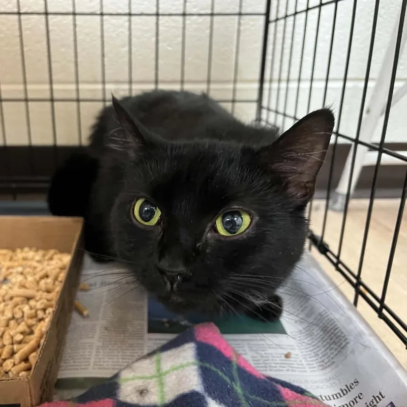 An adult medium-sized female Black Domestic Short Hair cat named Svasstray for adoption in Lyndhurst, VA