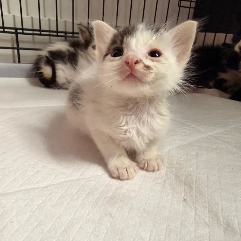 A baby small-sized male White Domestic Short Hair cat named Chicken Thigh Benson for adoption in Eagle Mountain, UT