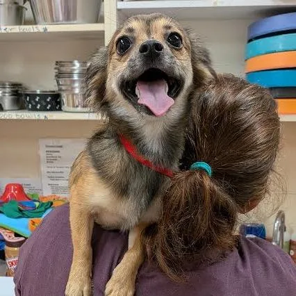 An adult small-sized male Yellow / Tan / Blond / Fawn Chihuahua dog named Mighty for adoption in Springfield, MA
