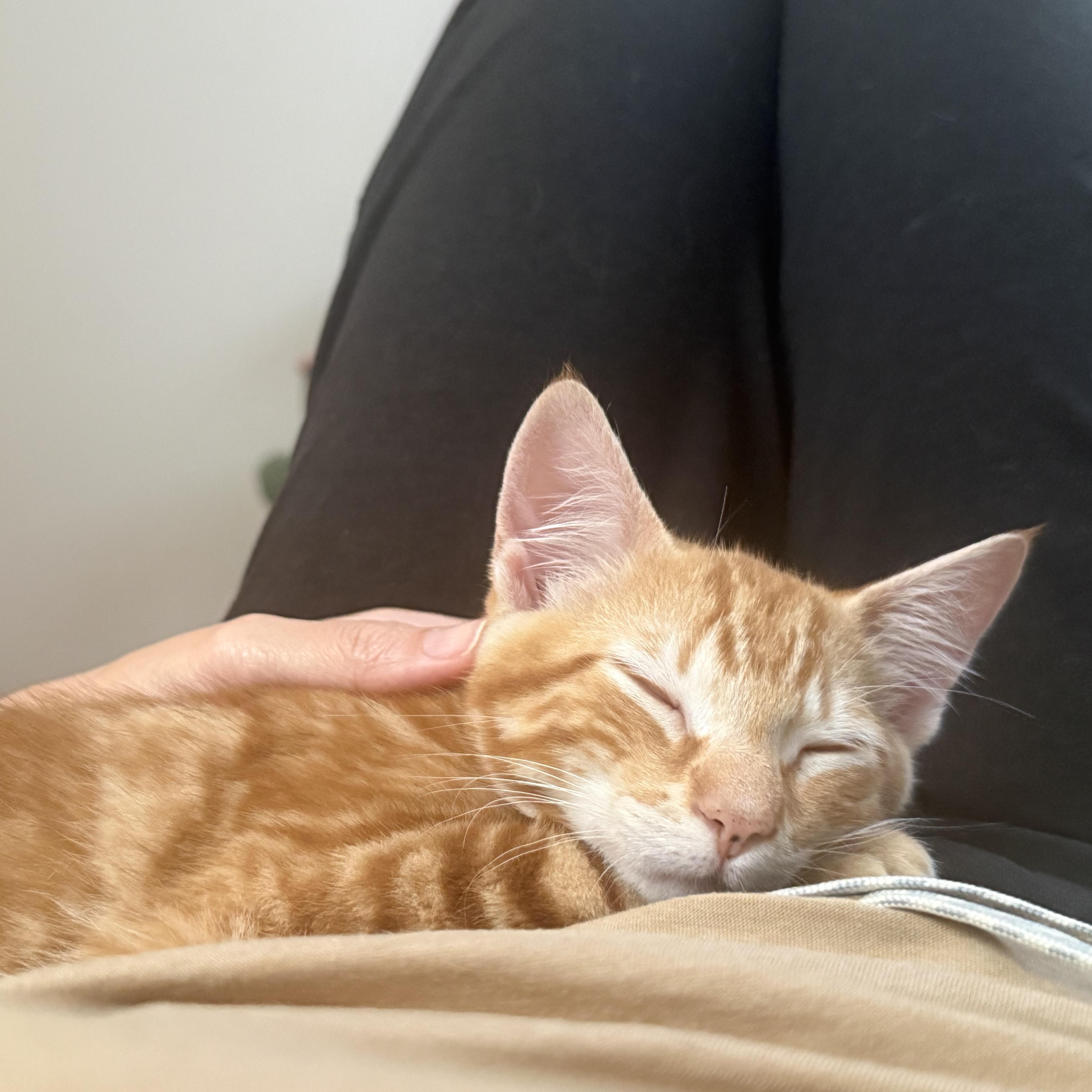 Pepita & Sunflower thumbnail 3