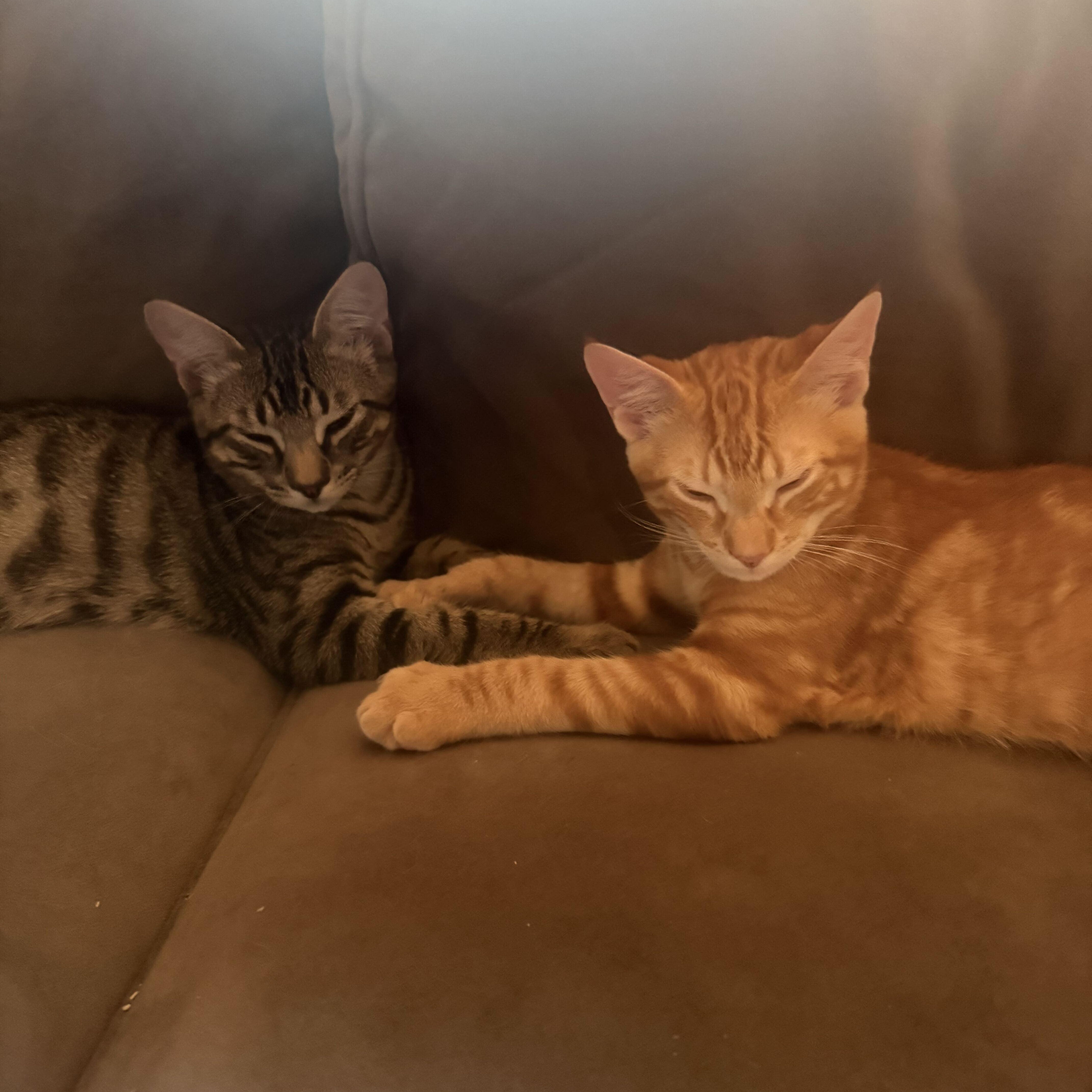 Pepita & Sunflower thumbnail 6