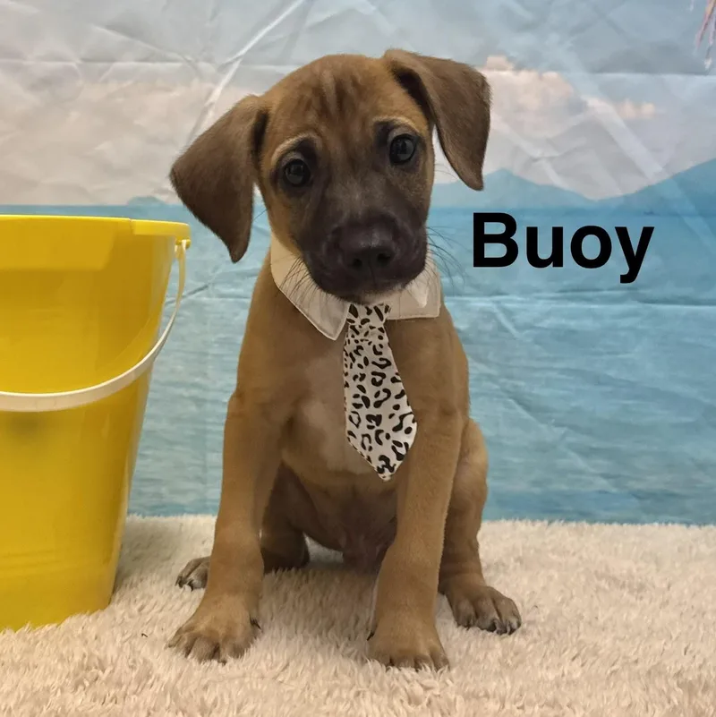 A baby small-sized male Black Terrier dog named Anchor for adoption in Columbia, MD