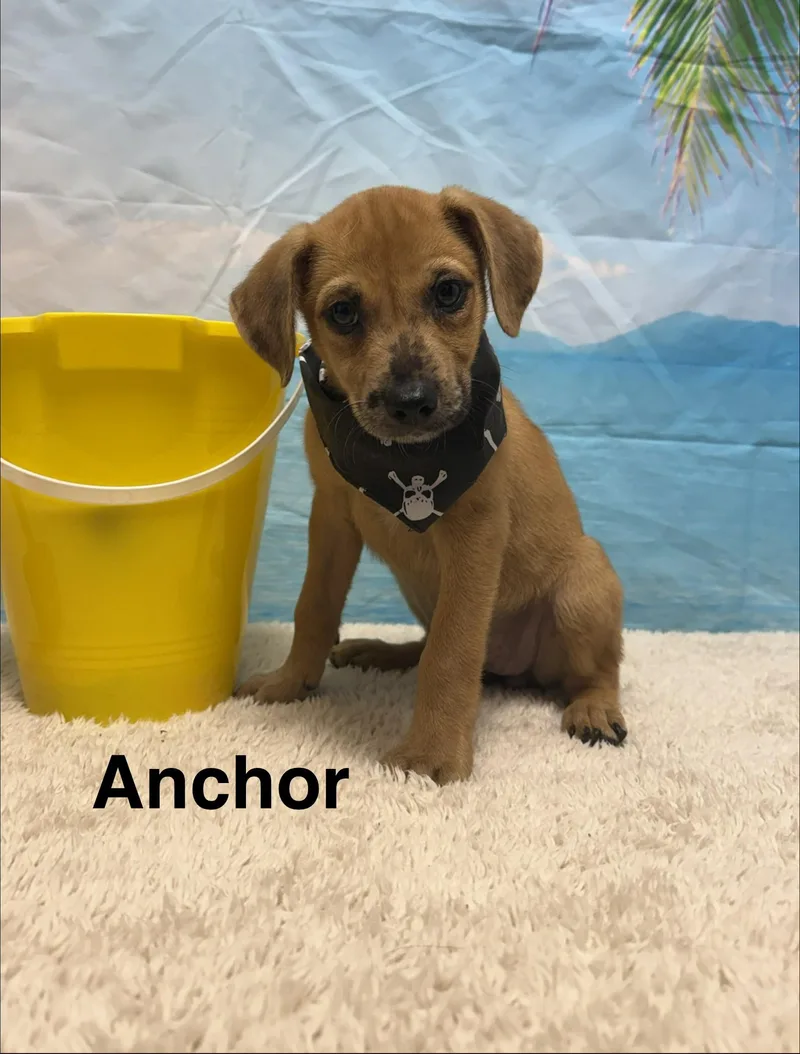 Anchor thumbnail 2
