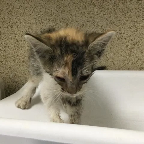 A young small-sized female Domestic Short Hair cat named Bridget for adoption in Riverside, CA