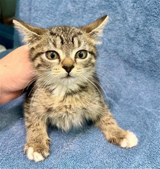 A baby small-sized female Domestic Short Hair cat named Trina for adoption in Tavares, FL