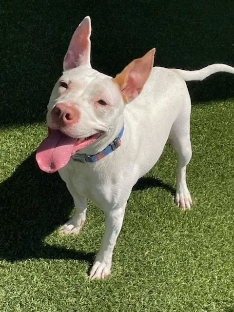 A young medium-sized female Pit Bull Terrier dog named Chicken for adoption in Baytown, TX